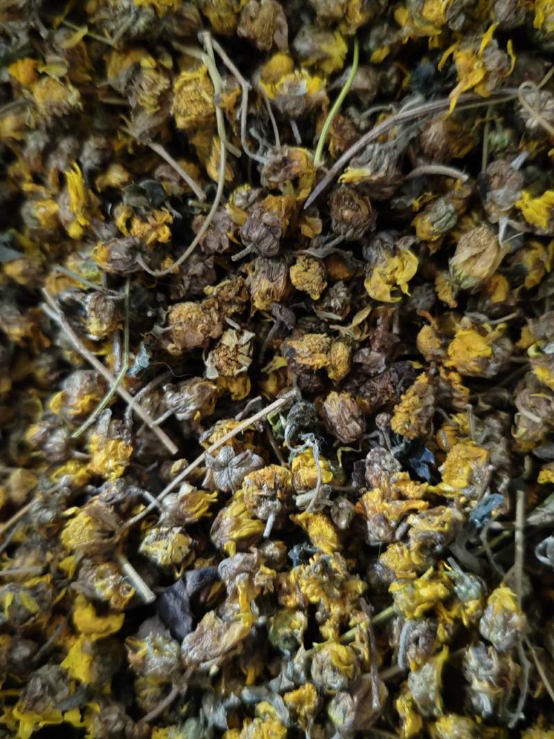 河南野菊花品质保证产地直发可视频看货欢迎咨询