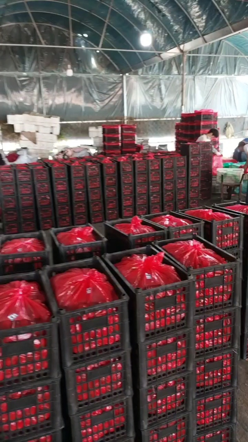 专业精品千禧圣女果大量供应超市批发市场，一手货源万亩基地