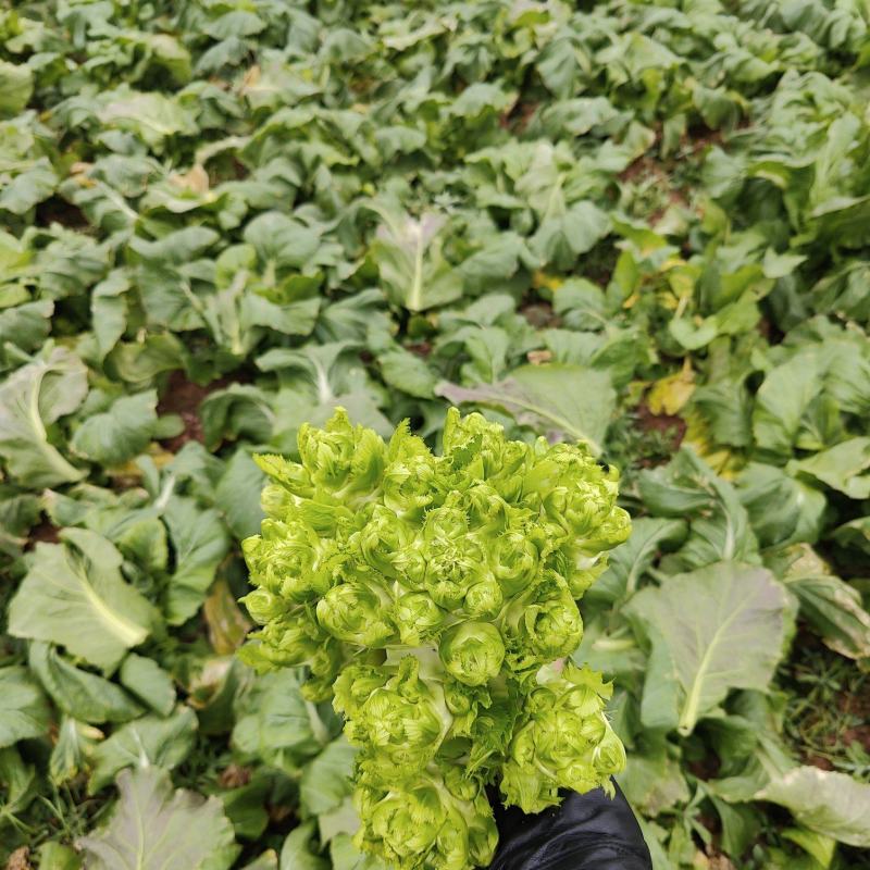 新鲜儿菜大量上市，个大漂亮