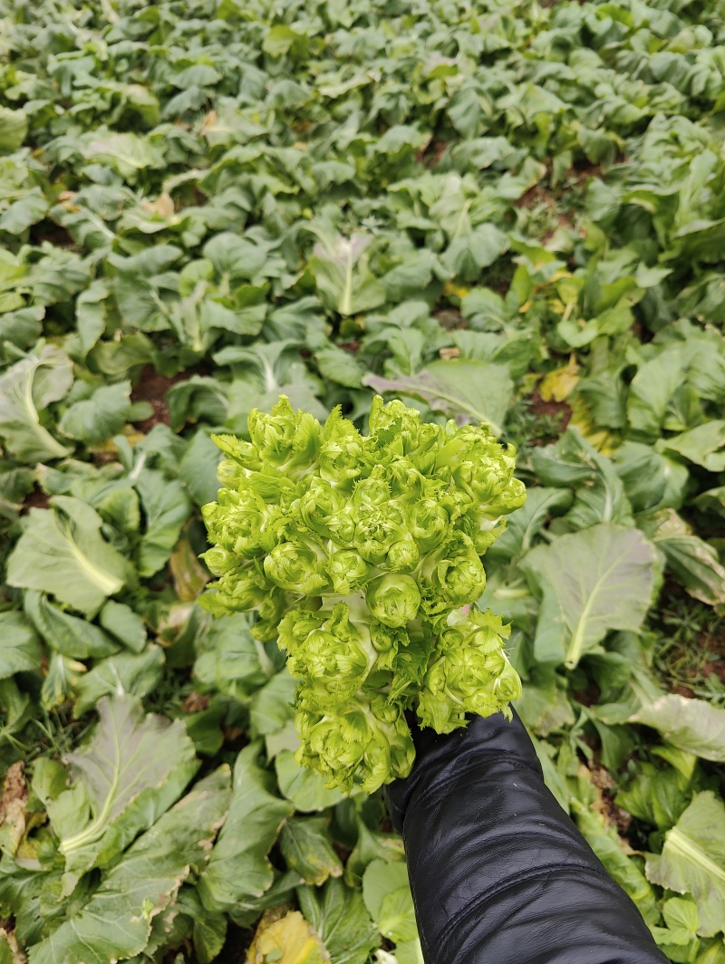 新鲜儿菜大量上市，个大漂亮