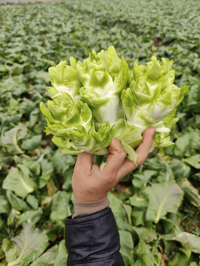 新鲜儿菜大量上市，个大漂亮