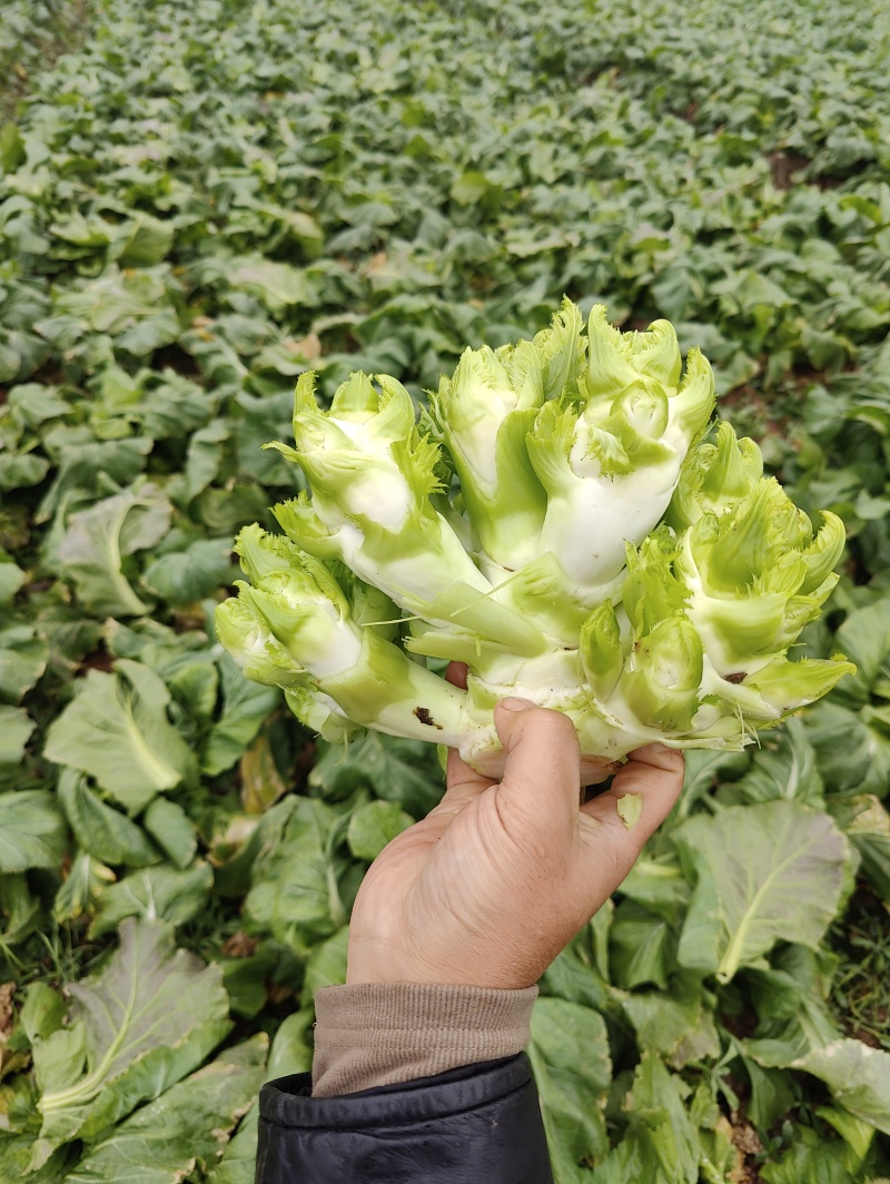 新鲜儿菜大量上市，个大漂亮