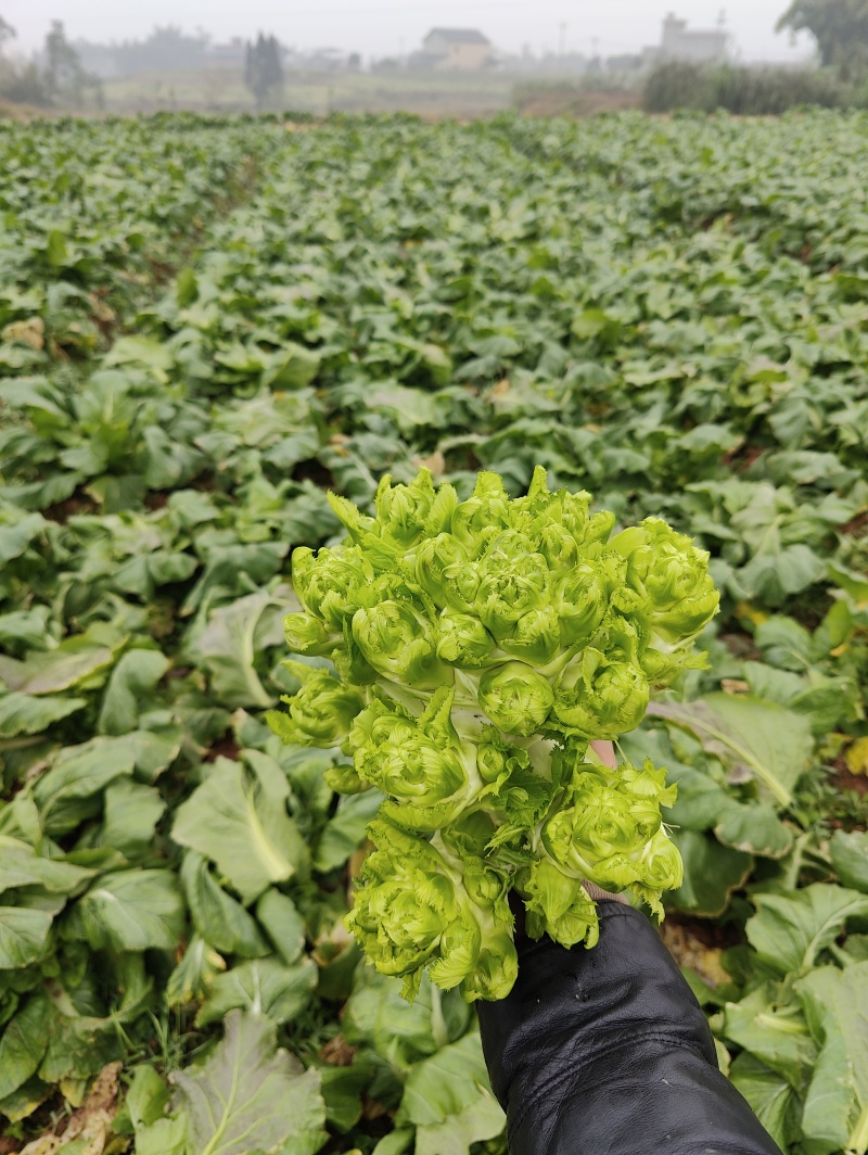 新鲜儿菜大量上市，个大漂亮