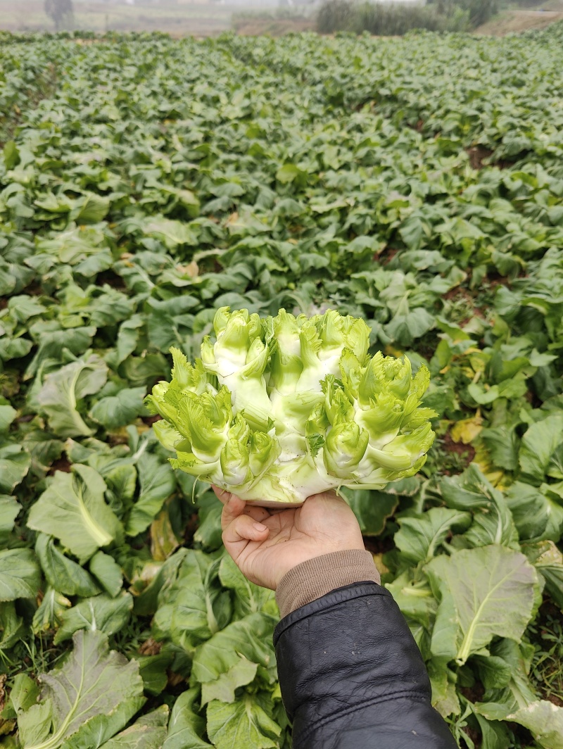 新鲜儿菜大量上市，个大漂亮