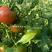 东北铁皮柿子种子酸甜草莓番茄种子油柿子绿肩草莓西红柿种子