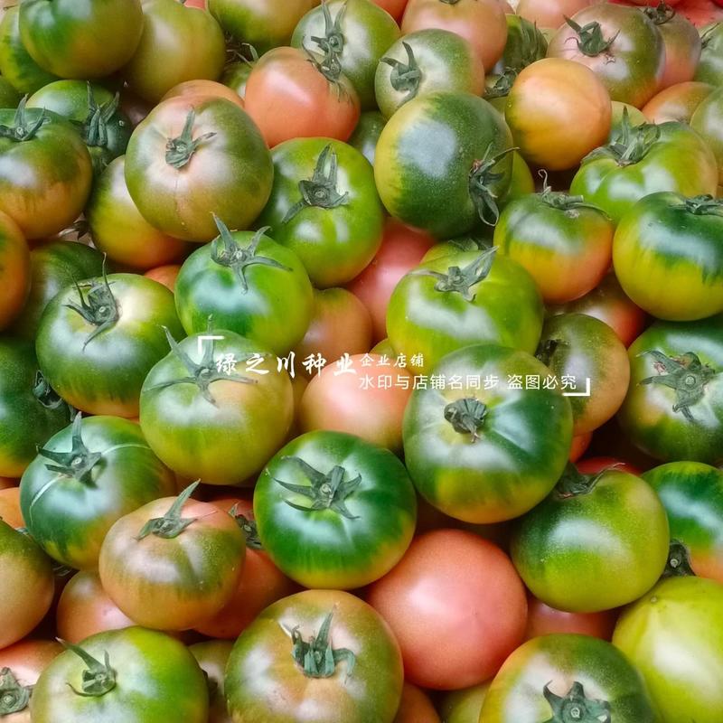 东北铁皮柿子种子酸甜草莓番茄种子油柿子绿肩草莓西红柿种子