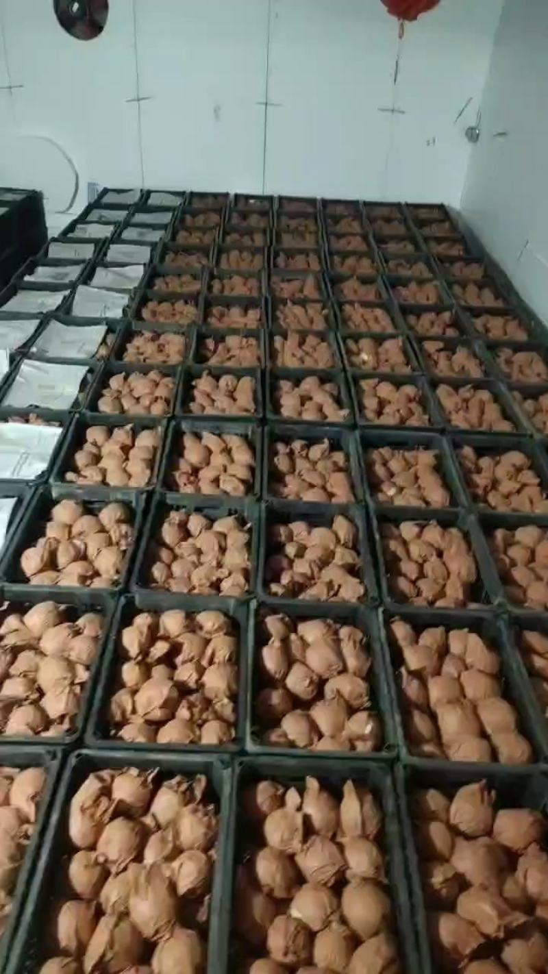 精品酥梨，常年代收梨子经验丰富，谈的是合作，做的是品牌