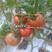 秦番美粉草莓番茄种子口感型水果番茄种籽草莓西红柿种子铁皮