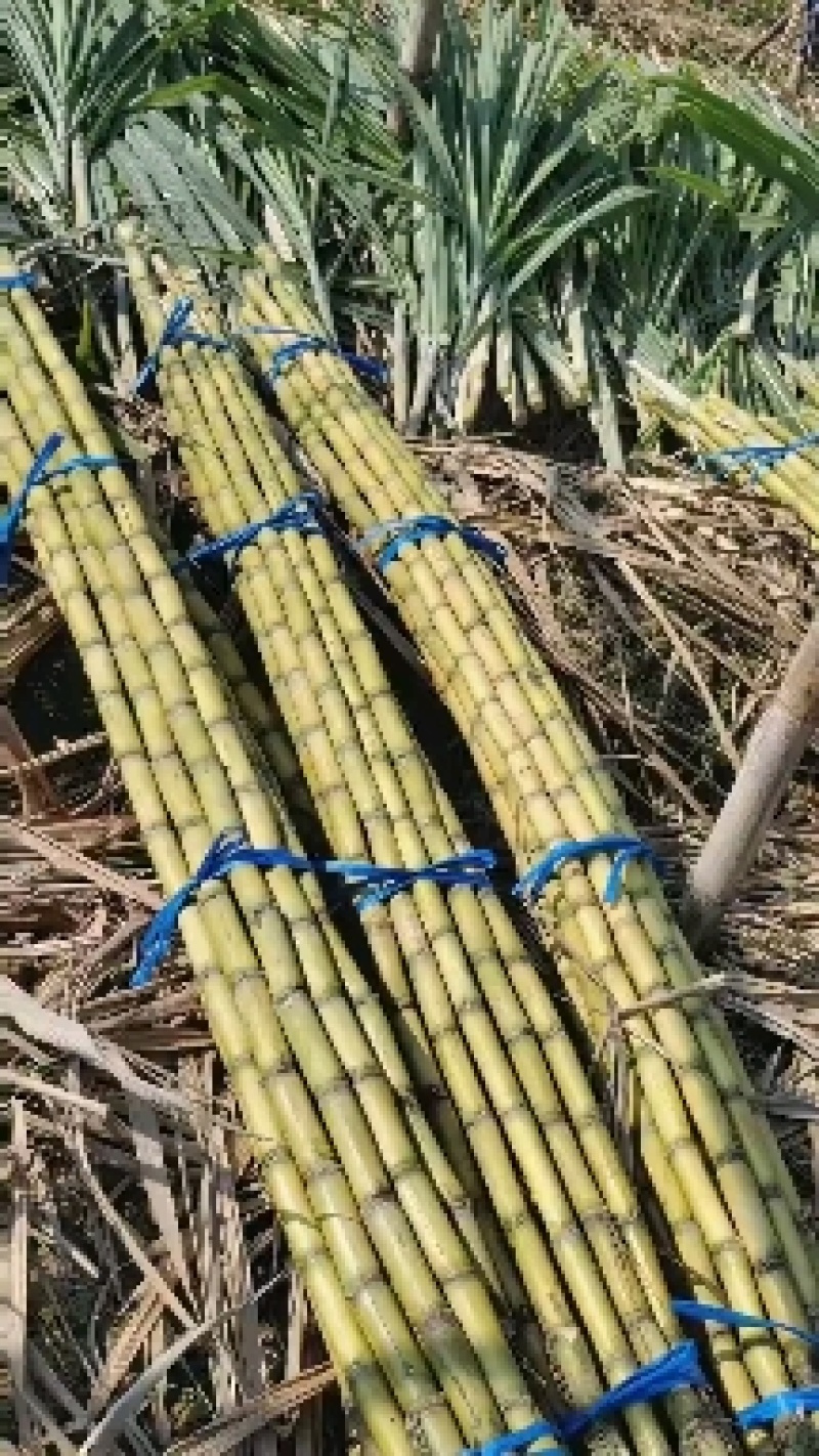 广东黄皮甘蔗/英德甘蔗/产地直供/量大价优/老板热情