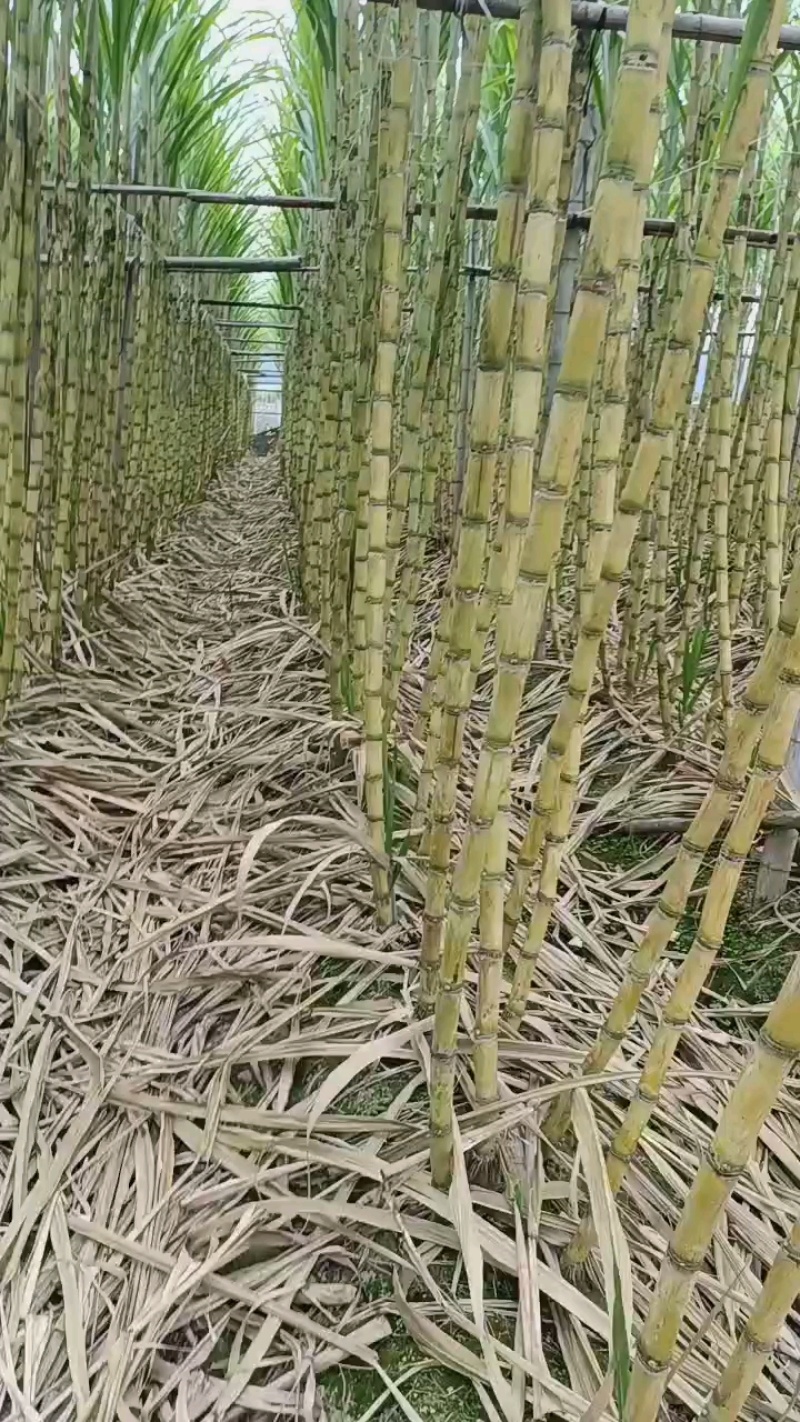 广东黄皮甘蔗/英德甘蔗/产地直供/量大价优/老板热情
