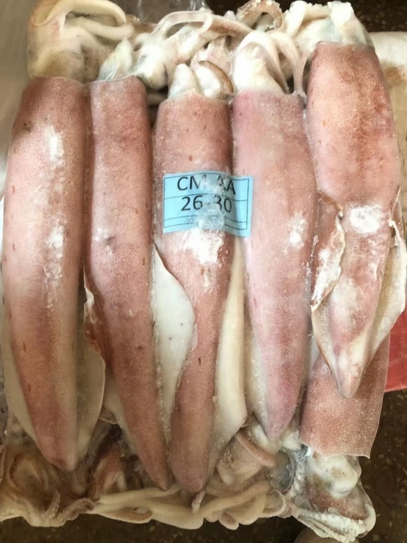 鱿鱼