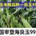 良玉99玉米种子，国审高产