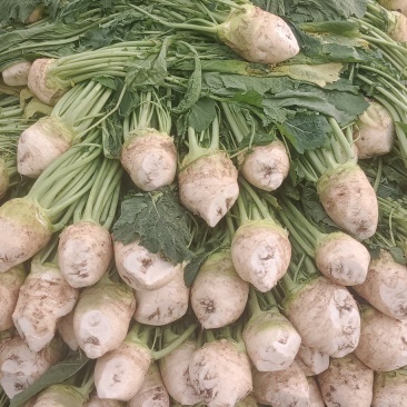 四川精品大头菜，芥菜疙瘩，可做咸菜，榨菜，质量保证