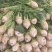 四川精品大头菜，芥菜疙瘩，可做咸菜，榨菜，质量保证