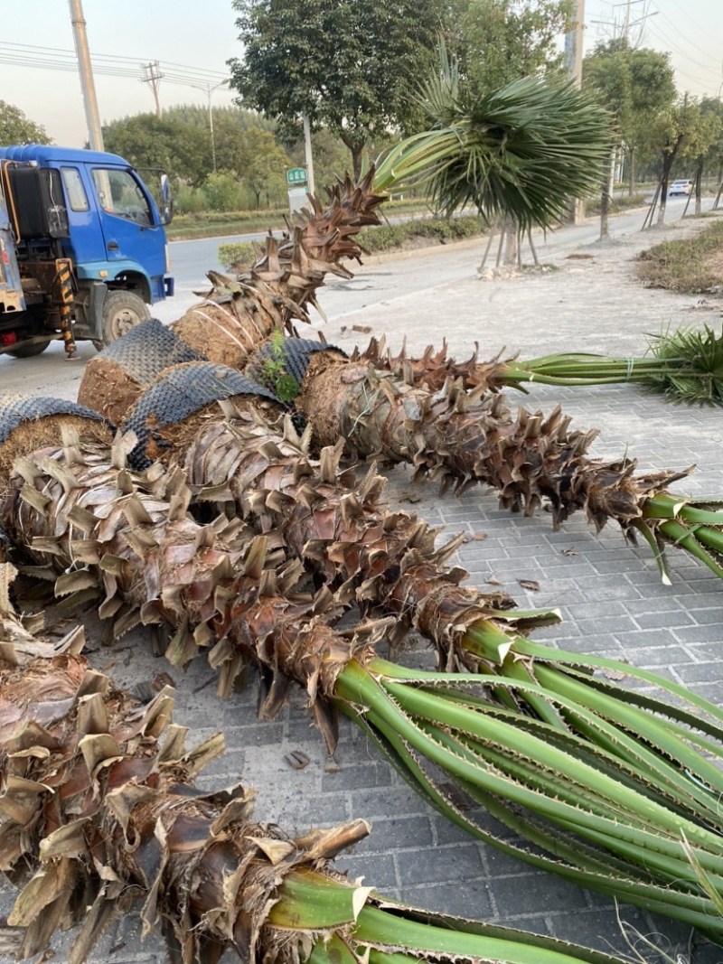 精品老人葵华棕种植基地一手货源浙江老人葵华棕批发价格便宜