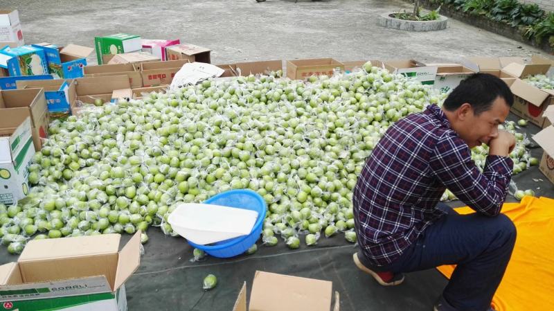 台湾大青枣上市#广西平南蜜丝枣批发#福建牛奶枣销售
