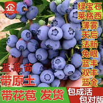 组培脱毒大果蓝莓苗新品种绿宝石L25F6南北方盆栽地栽