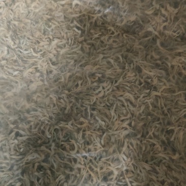 河北金银花