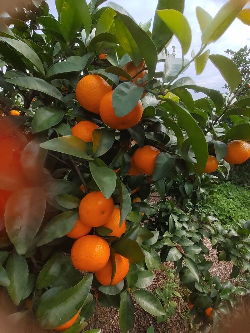 广西贺州市荔浦大量正宗砂糖橘欢迎全园各地老板合作专业代办
