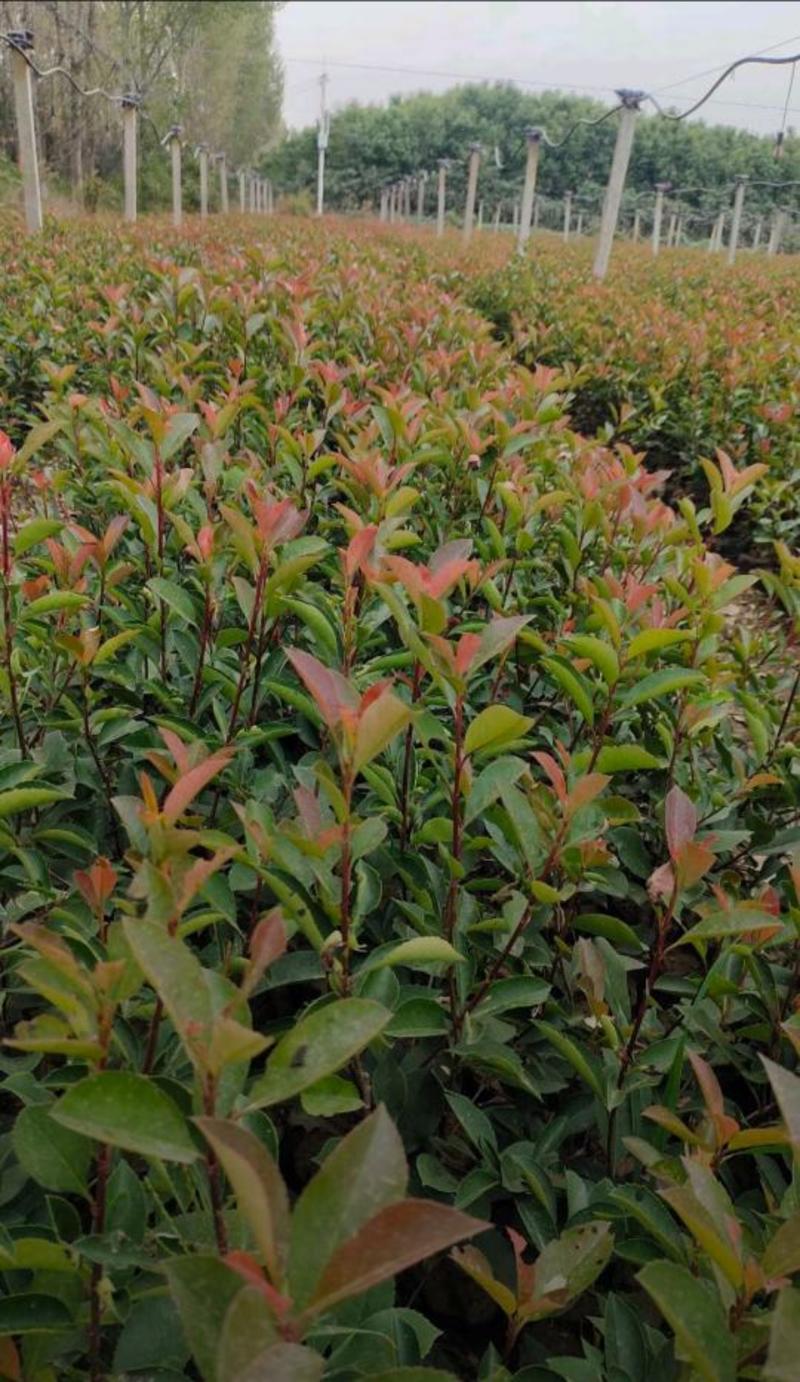 红叶石楠苗，规格齐全，产地直发，大量有货，欢迎来电