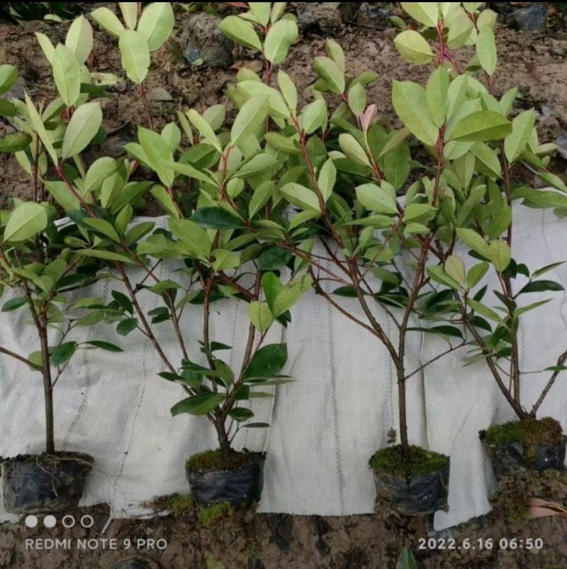 红叶石楠苗，规格齐全，产地直发，大量有货，欢迎来电