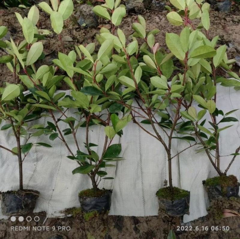 红叶石楠苗，规格齐全，产地直发，大量有货，欢迎来电