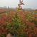 红叶石楠苗，规格齐全，产地直发，大量有货，欢迎来电