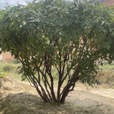 牡丹