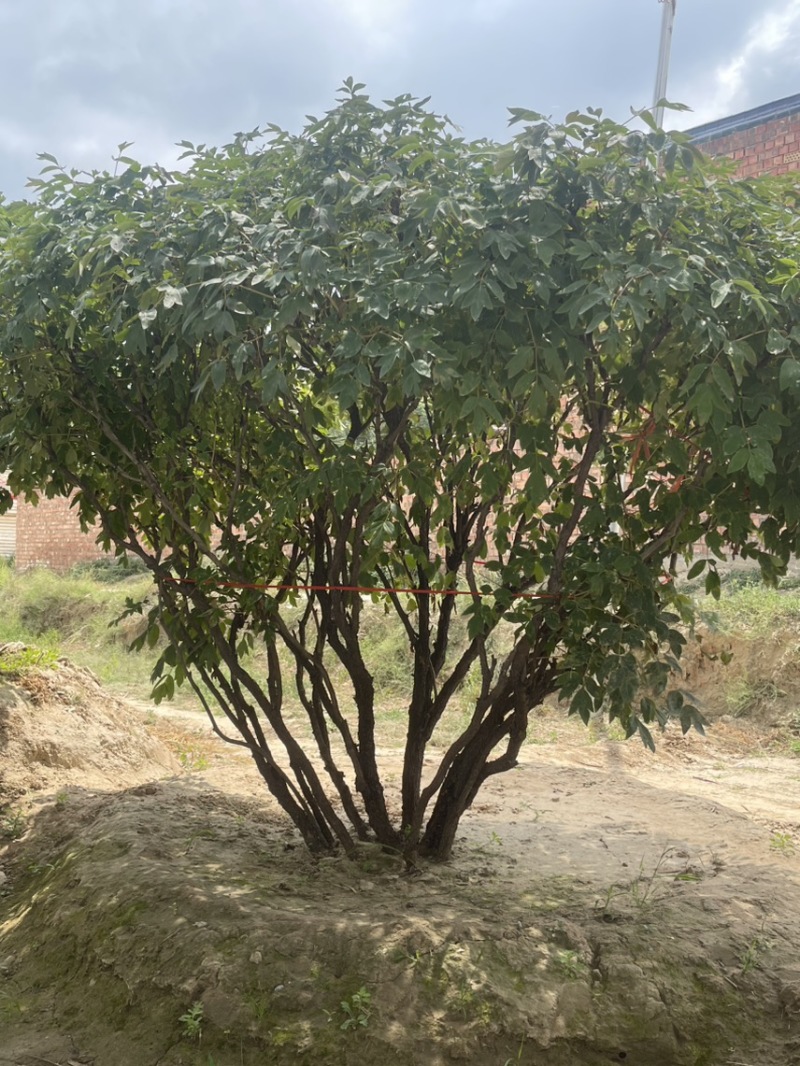 牡丹