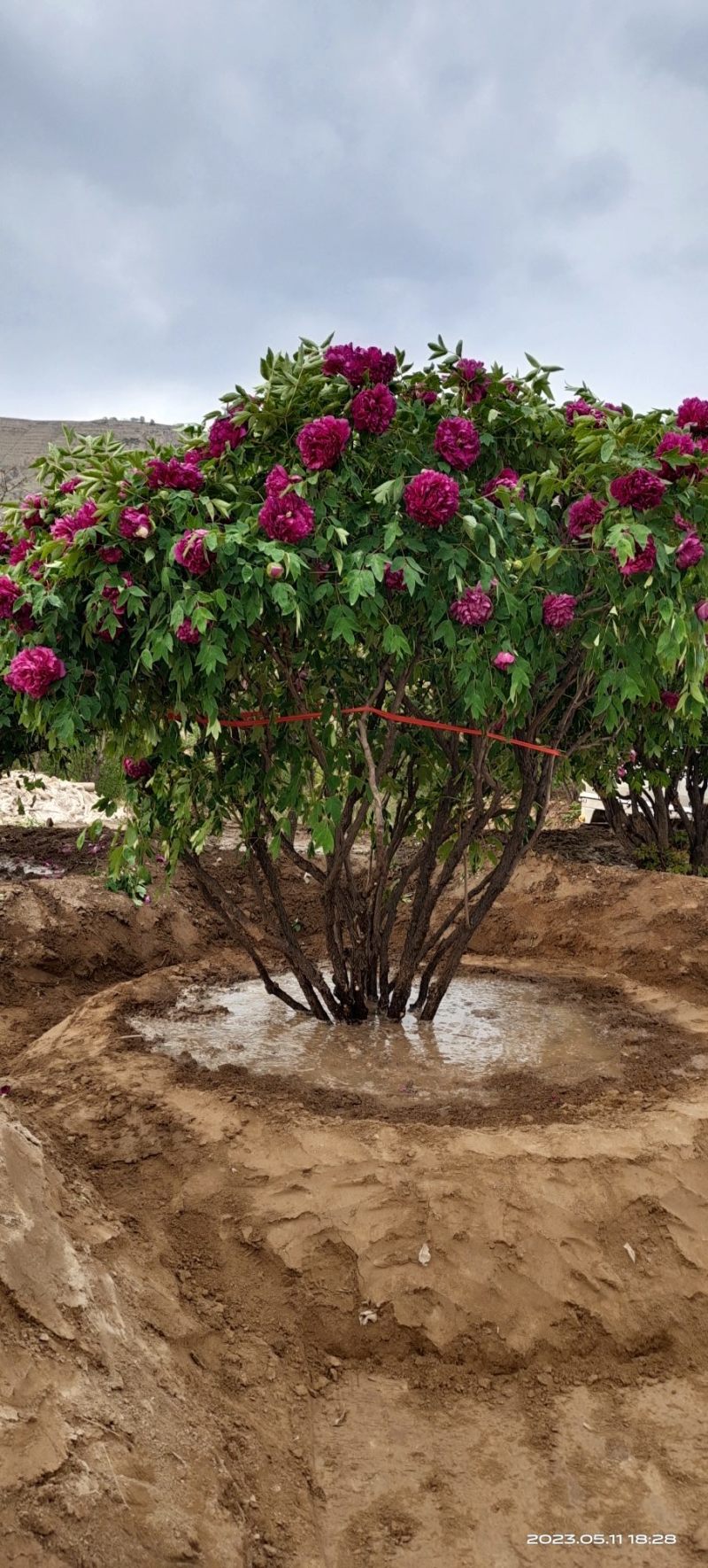 牡丹