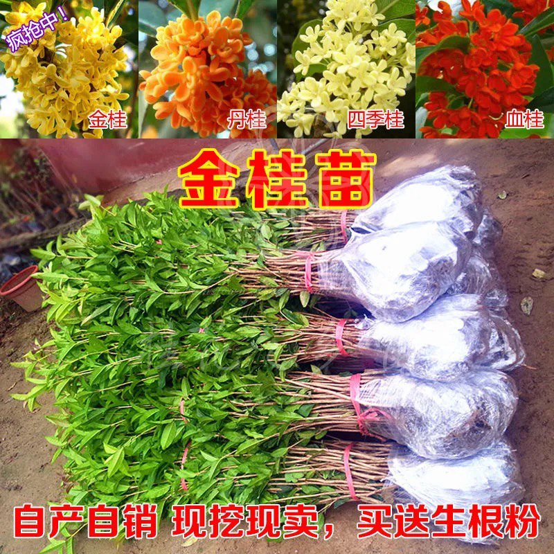 【一件包邮】桂花树苗金桂丹桂八月桂四季桂庭院室外种植