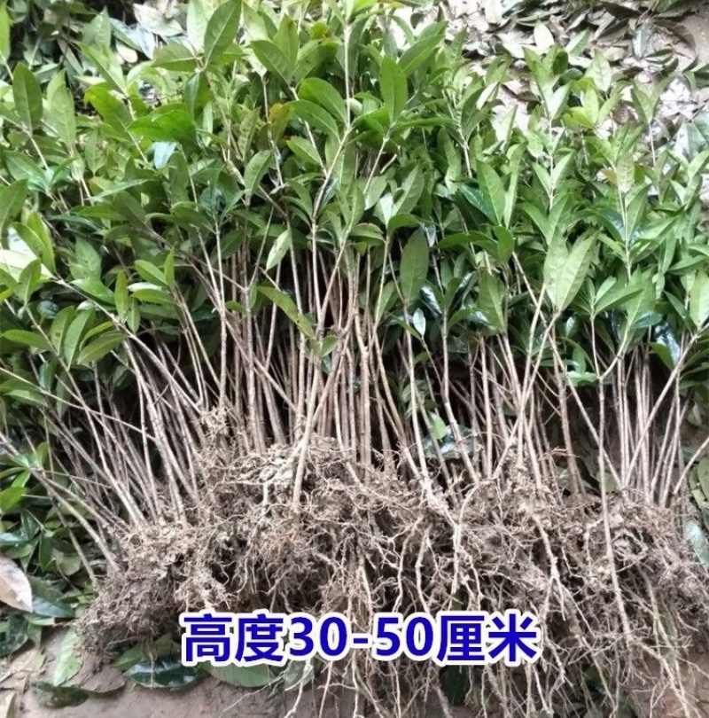 【一件包邮】桂花树苗金桂丹桂八月桂四季桂庭院室外种植