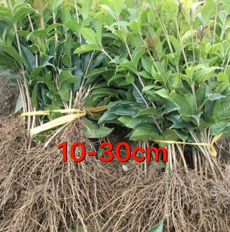【一件包邮】桂花树苗金桂丹桂八月桂四季桂庭院室外种植