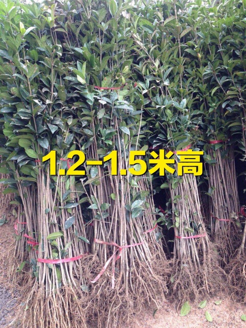 【一件包邮】桂花树苗金桂丹桂八月桂四季桂庭院室外种植