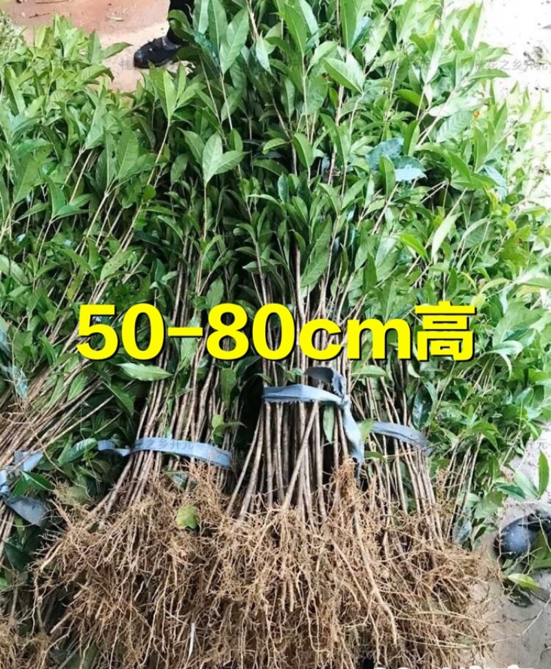 【一件包邮】桂花树苗金桂丹桂八月桂四季桂庭院室外种植
