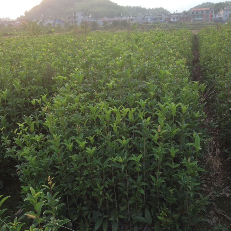 【一件包邮】桂花树苗金桂丹桂八月桂四季桂庭院室外种植