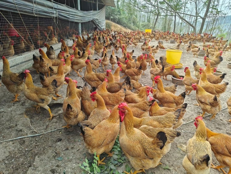 灵山土鸡老水蛋多黄肉放山鸡