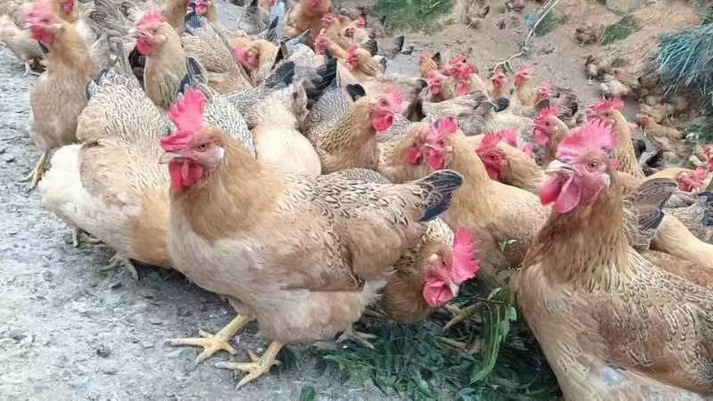 灵山土鸡老水蛋多黄肉放山鸡
