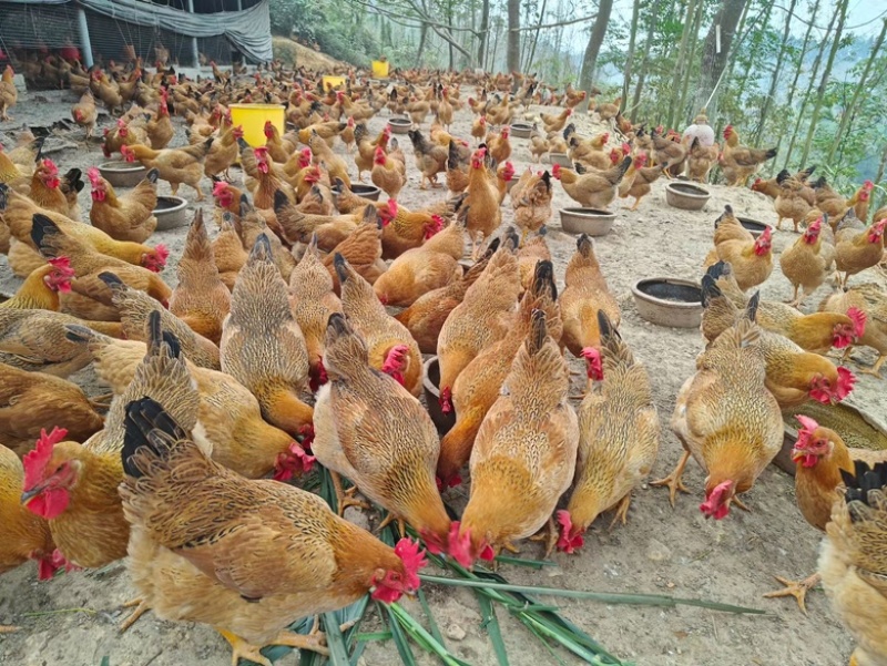 灵山土鸡老水蛋多黄肉放山鸡