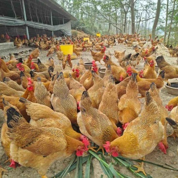 灵山土鸡老水蛋多黄肉放山鸡