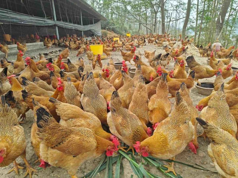 灵山土鸡老水蛋多黄肉放山鸡