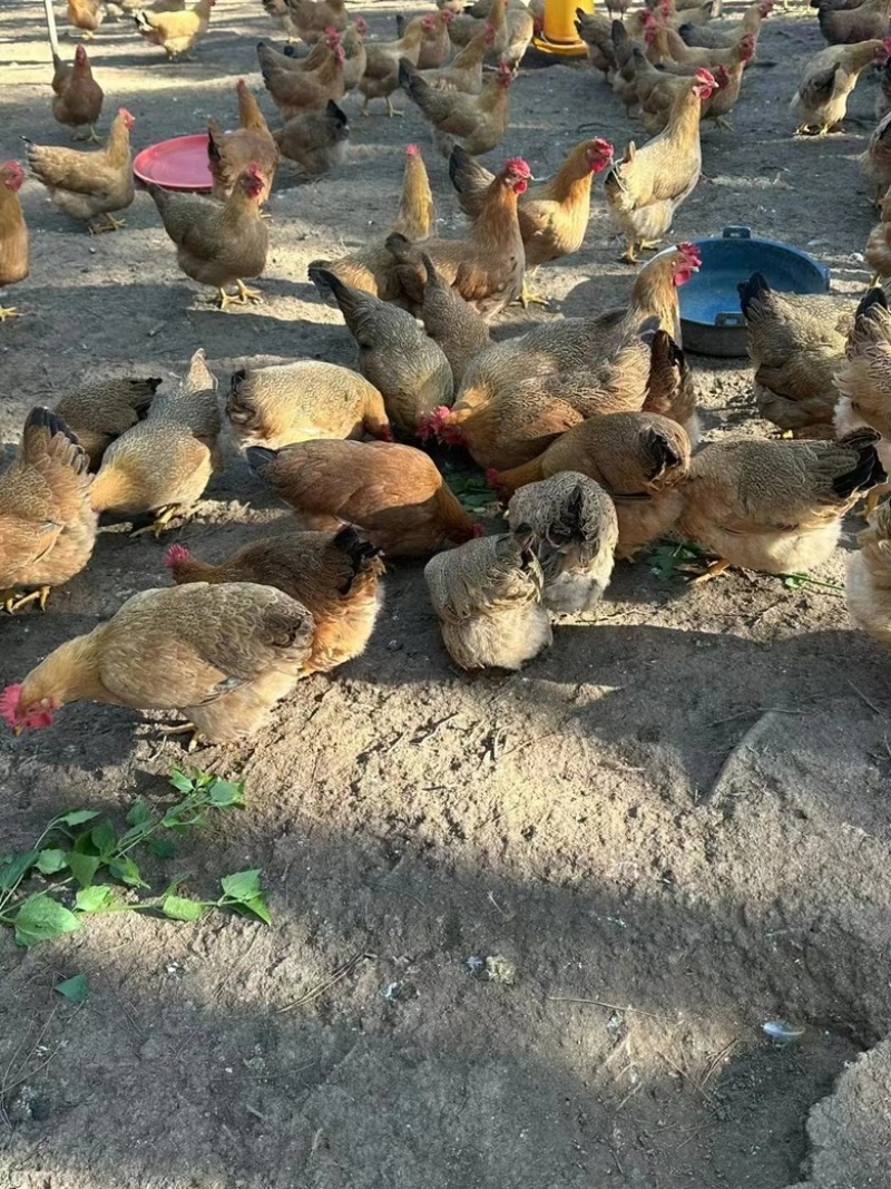 广西灵山土鸡老水蛋多黄脚黄肉