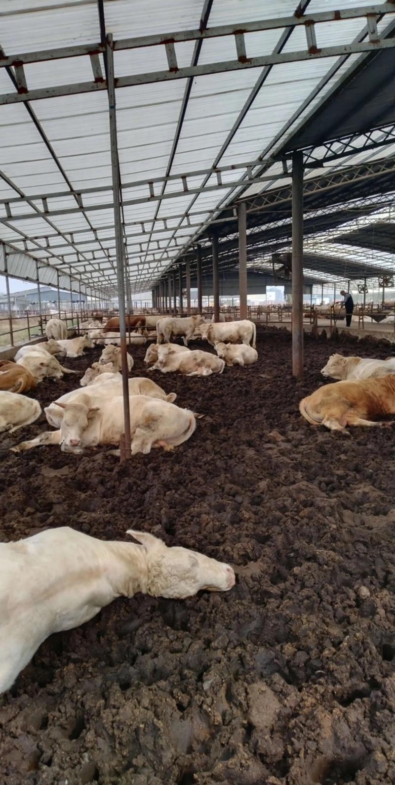 【货源充足】大量供应广西生物发酵牛粪品质保证可长期合作