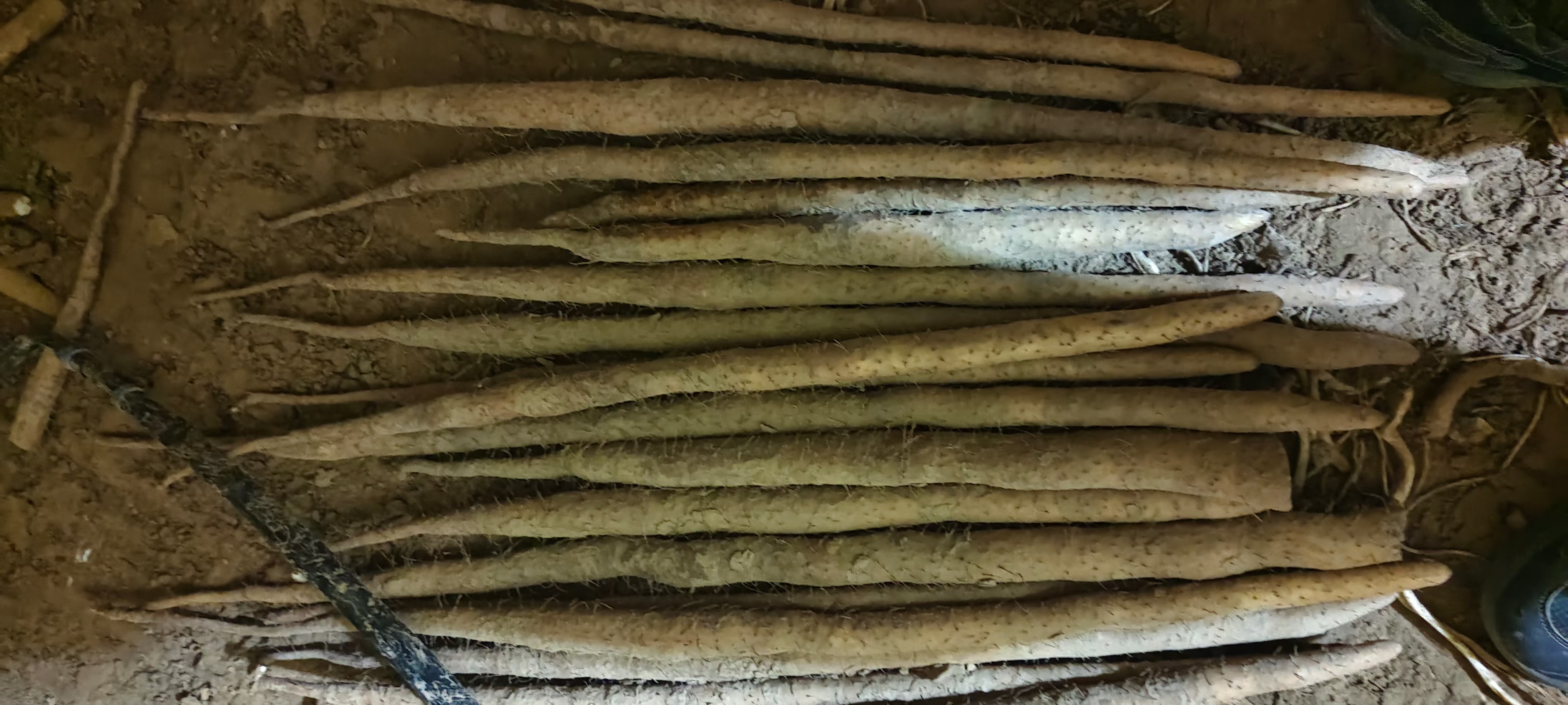 三种类似山药的植物对比图