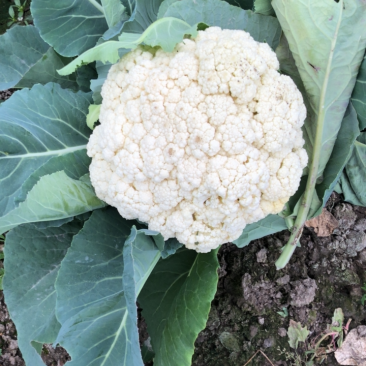 白菜花