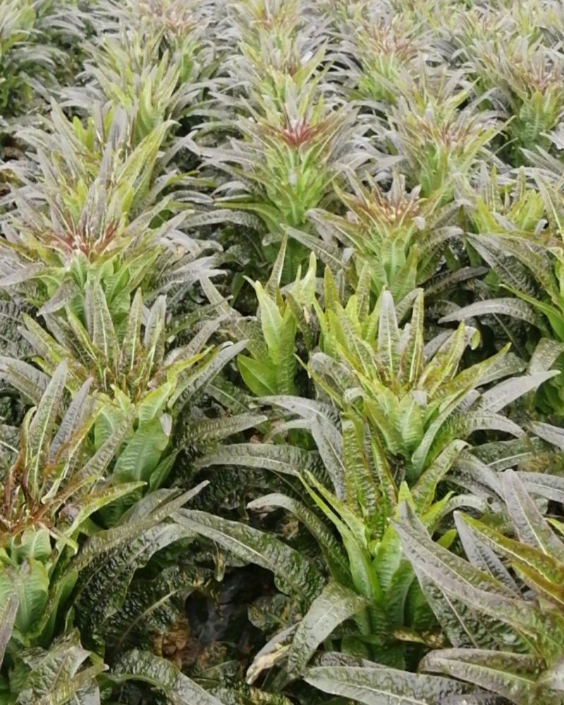 【推荐】四川红叶莴苣货源充足质量保证欢迎来电