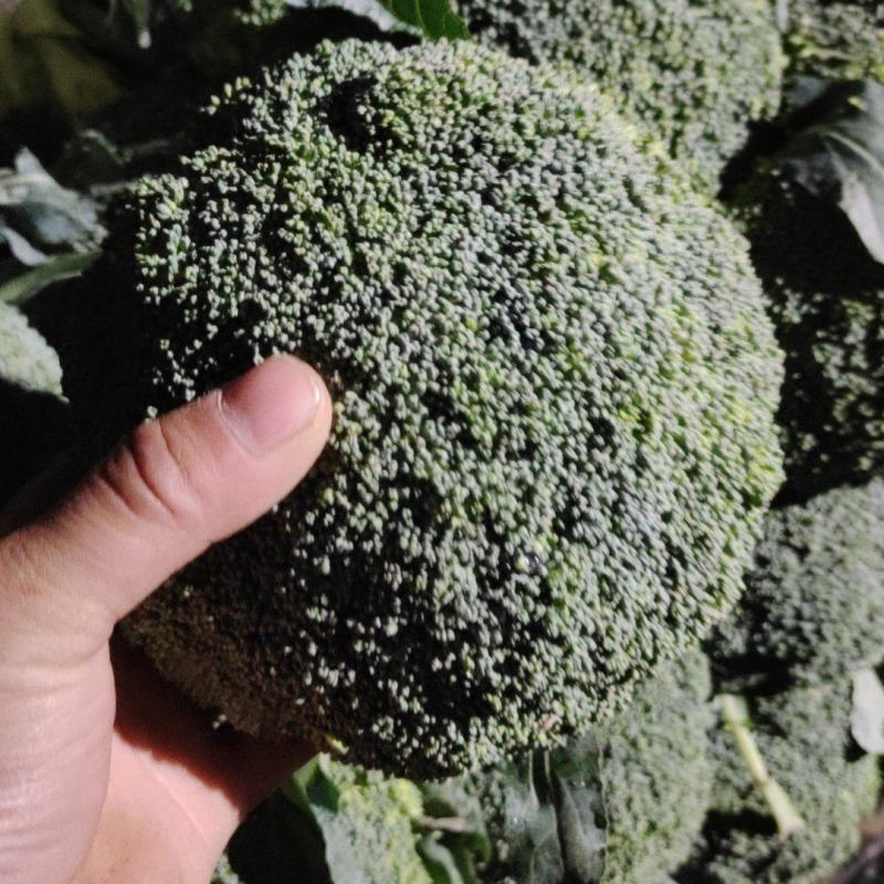 耐寒优秀西兰花