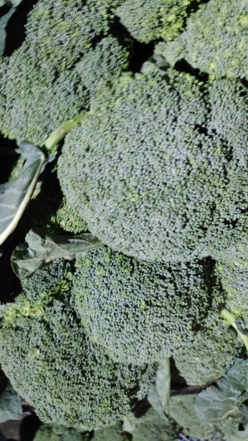 耐寒优秀西兰花