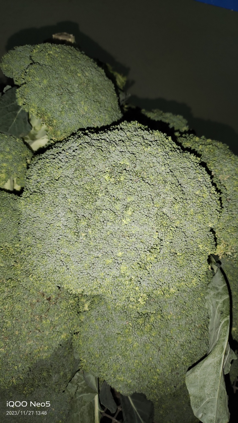 耐寒优秀西兰花
