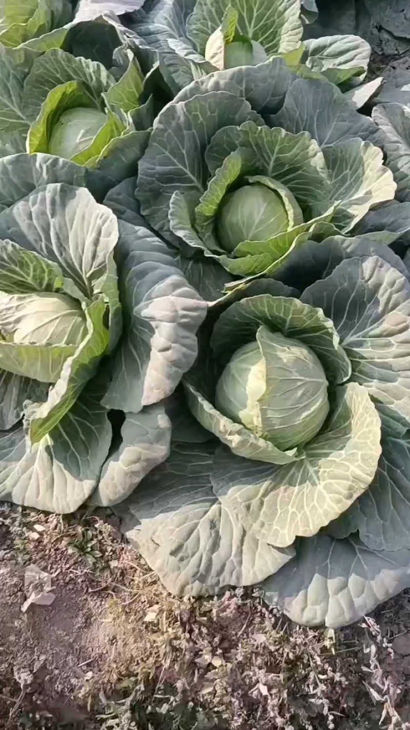 河北邯郸永年区甘蓝圆包菜大量供应保质保量对接全国市场